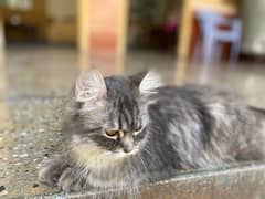 Female Persian Cat 0