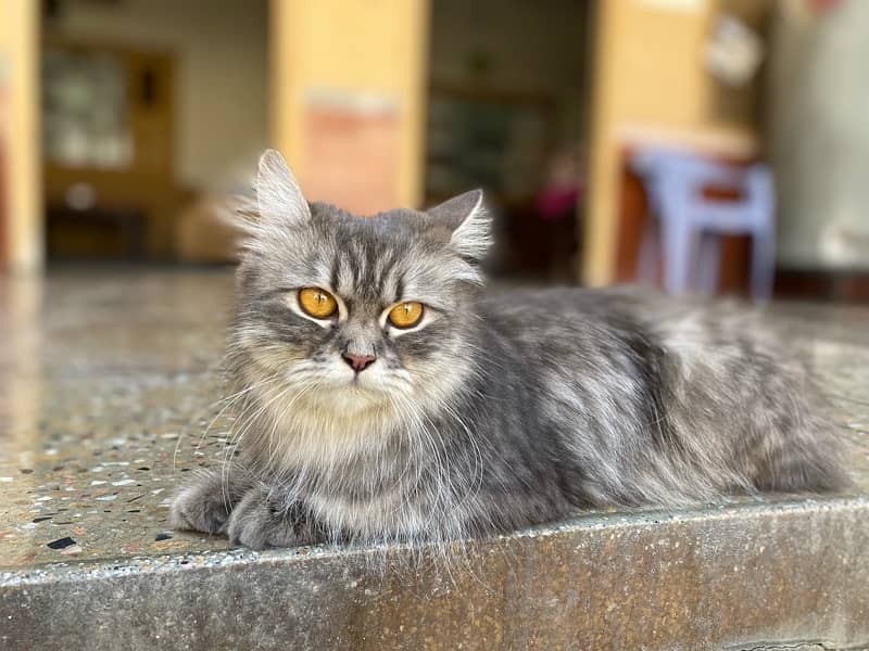 Female Persian Cat 1