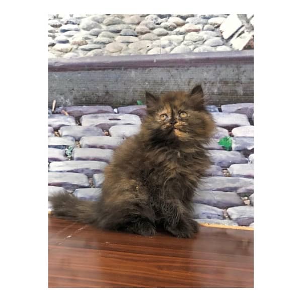 perchian kitty available 1