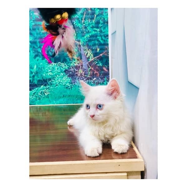 perchian kitty available 3