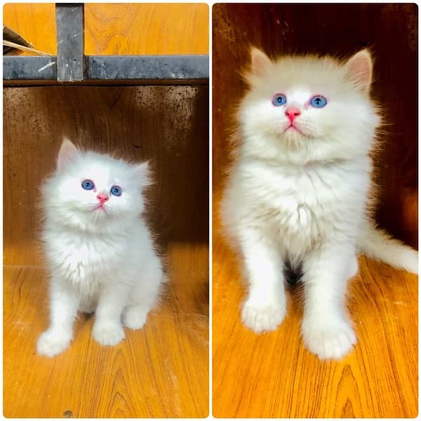 perchian kitty available 12