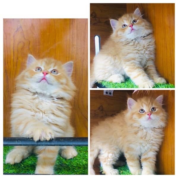 perchian kitty available 17