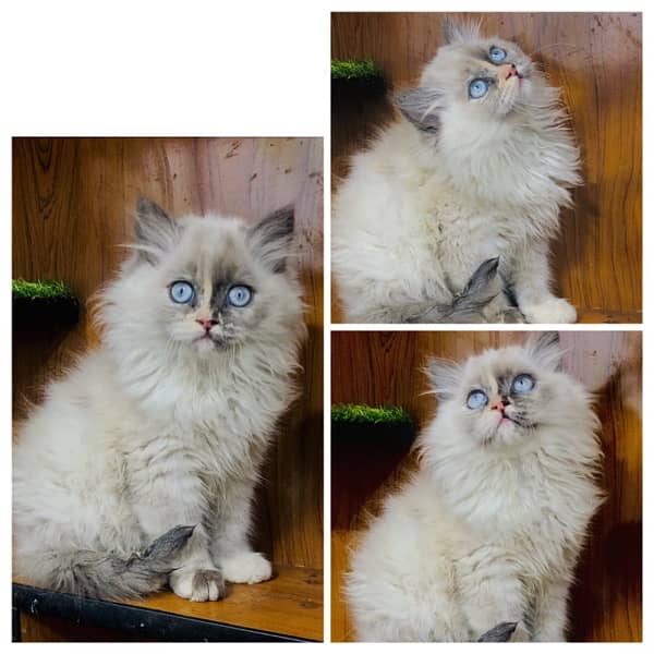 perchian kitty available 19