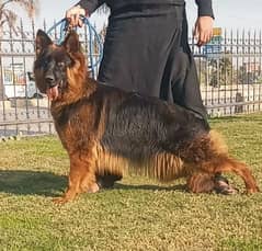 10 months long coat gsd lowbak female for sale{0328/27/41/035/