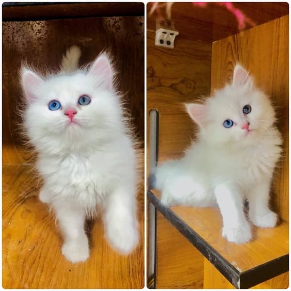 perchian kitten available 12