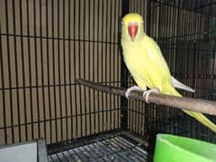 Yellow Ringneck Pair with DNA Quality Birds