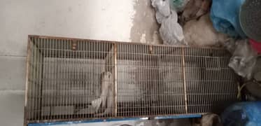 birds cages best price