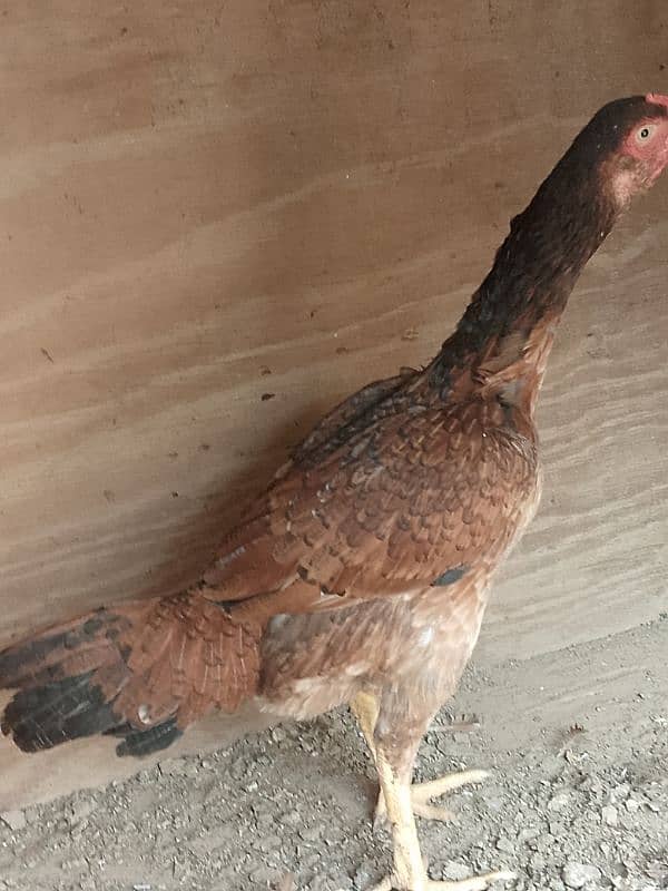 high quality aseel breeder morgiya 2