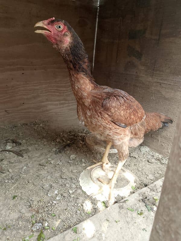 high quality aseel breeder morgiya 3