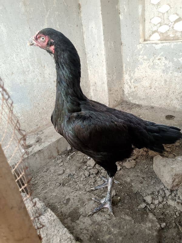 high quality aseel breeder morgiya 6