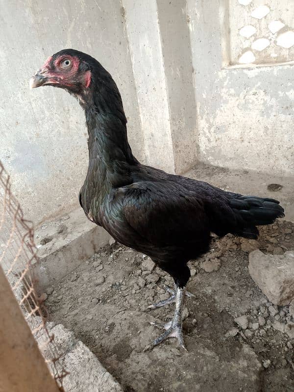 high quality aseel breeder morgiya 7