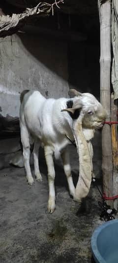 bakra