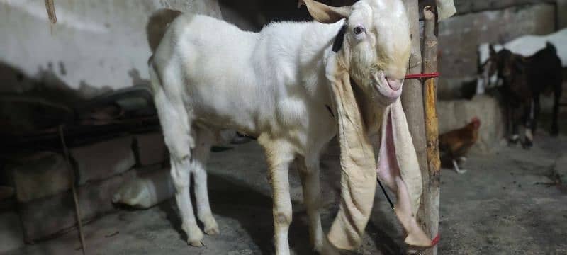 bakra 1