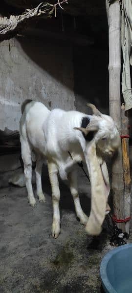 bakra 3