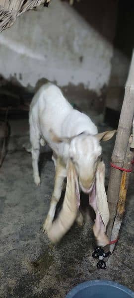 bakra 4