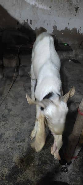 bakra 5