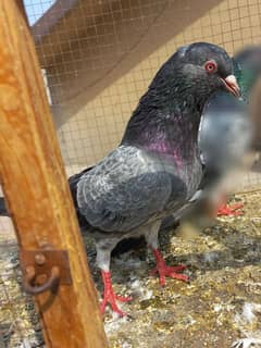 pigeon pure kamagar teddy for sale ? 03224690184