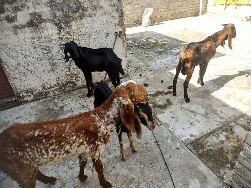 Goats for sale 1