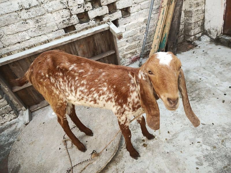 Goats for sale 2