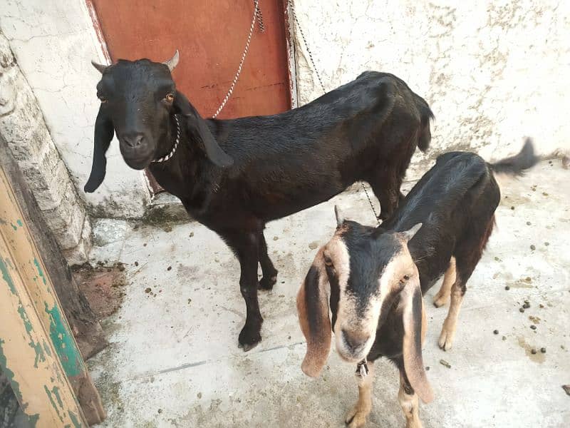 Goats for sale 3