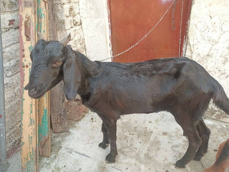 Goats for sale 4