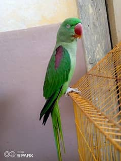 Green parrot for sale