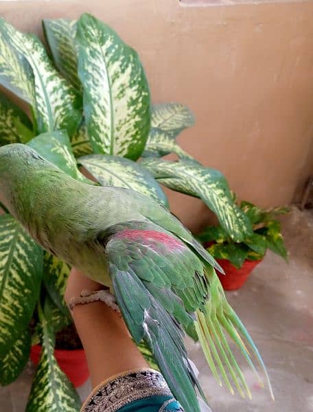 Green parrot for sale 1