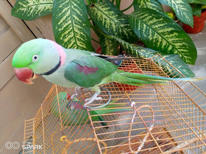 Green parrot for sale 2