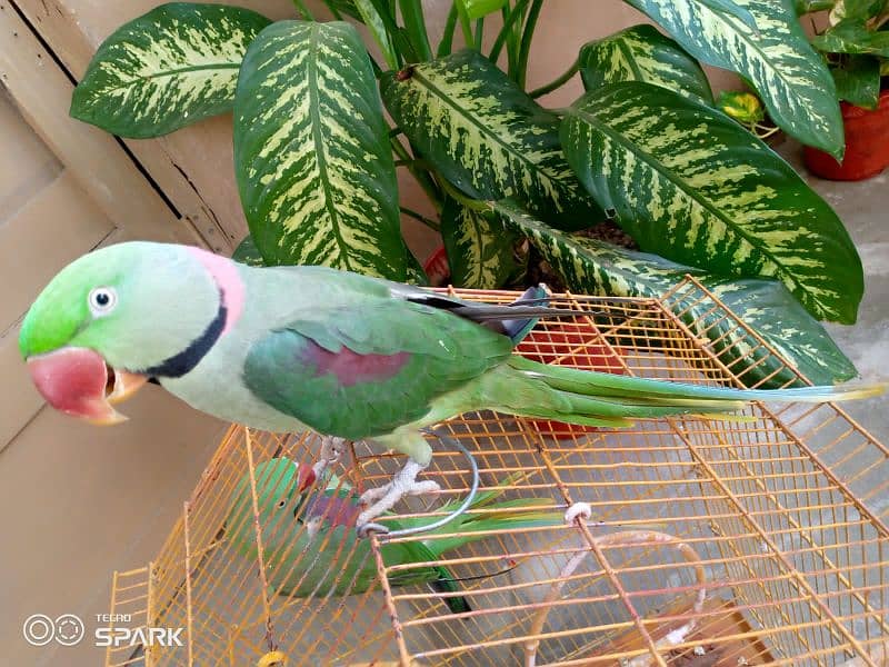 Green parrot for sale 3