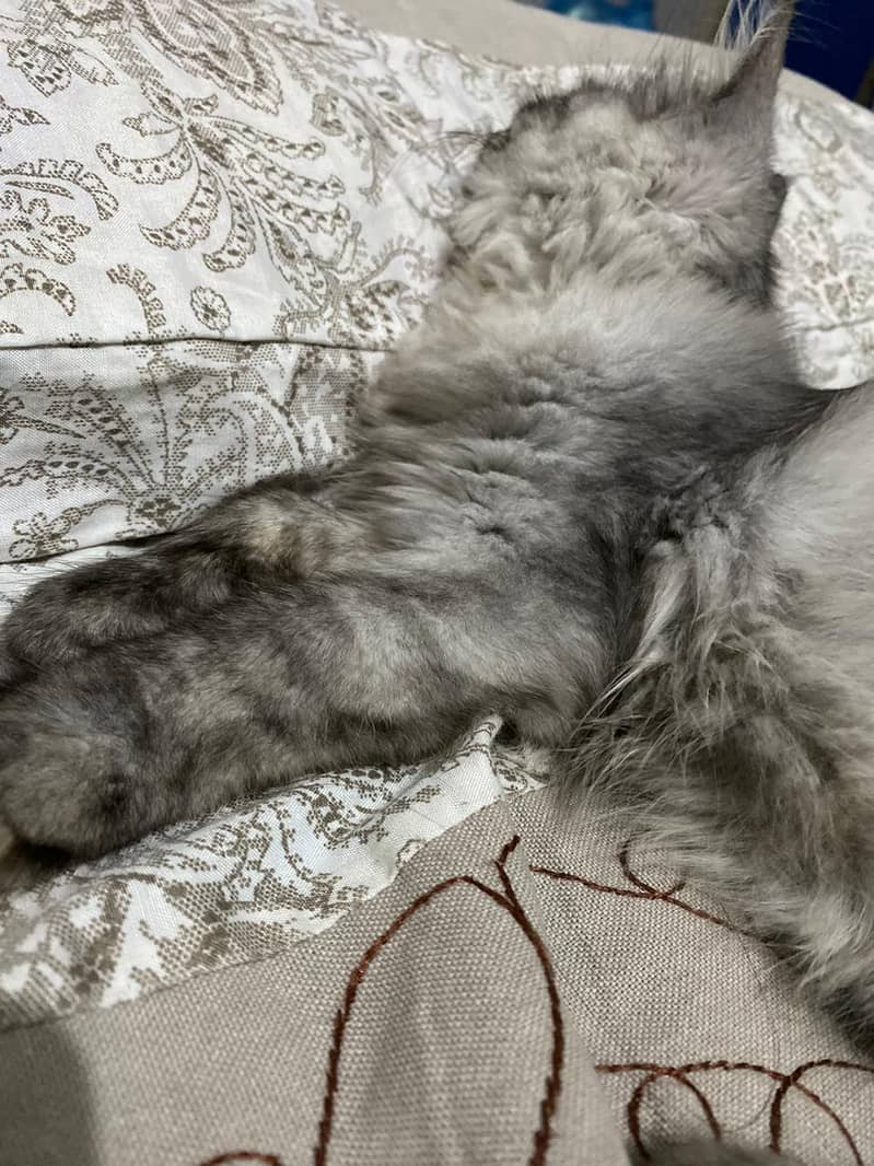 Persian Kitten Grey 1