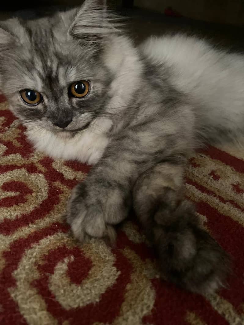 Persian Kitten Grey 2