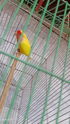 love bird for sale