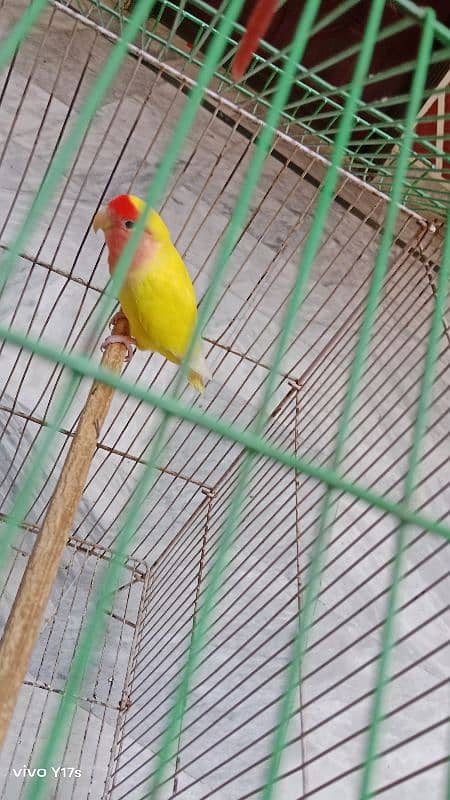 love bird for sale 0