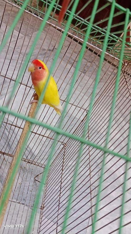 love bird for sale 1