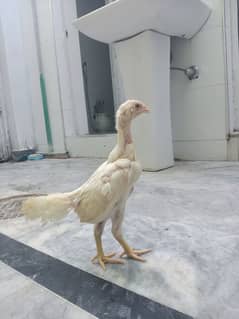 cock and chicks for sale