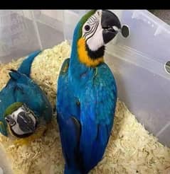 blue Macaw parrot 5 month age one piece contact number 03256383664