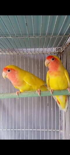 Common Litino Pair