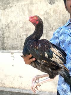 ASEEL Murga Murgi Pathai Pathiyan Turkey Pinjara for sale