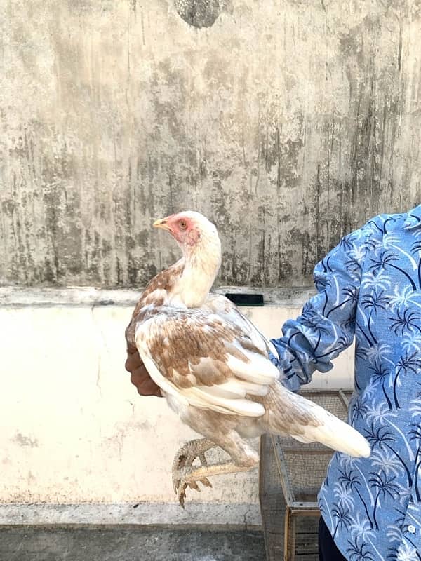 ASEEL Murga Murgi Pathai Pathiyan Turkey Pinjara for sale 1