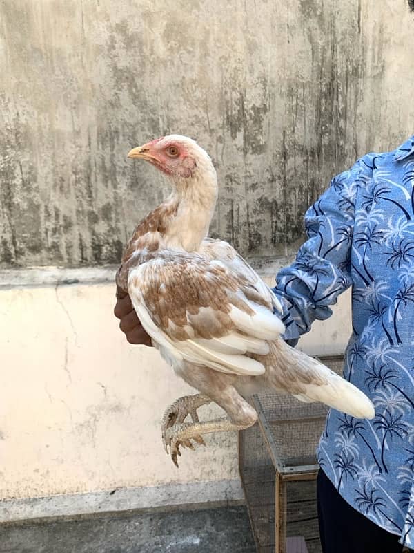 ASEEL Murga Murgi Pathai Pathiyan Turkey Pinjara for sale 2