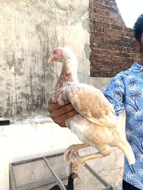 ASEEL Murga Murgi Pathai Pathiyan Turkey Pinjara for sale 3