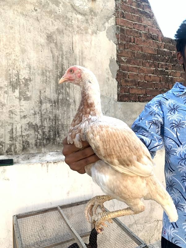 ASEEL Murga Murgi Pathai Pathiyan Turkey Pinjara for sale 4