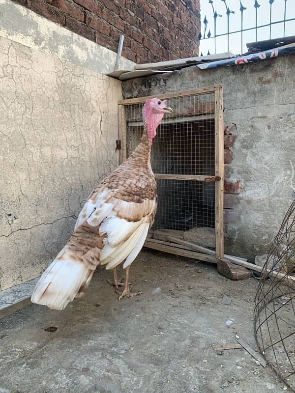 ASEEL Murga Murgi Pathai Pathiyan Turkey Pinjara for sale 5