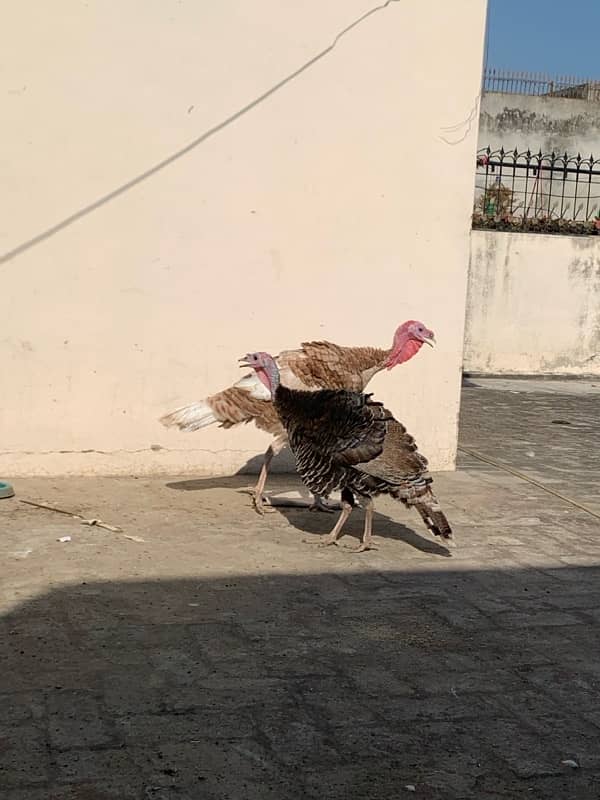 ASEEL Murga Murgi Pathai Pathiyan Turkey Pinjara for sale 6