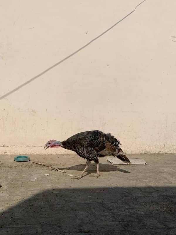 ASEEL Murga Murgi Pathai Pathiyan Turkey Pinjara for sale 7