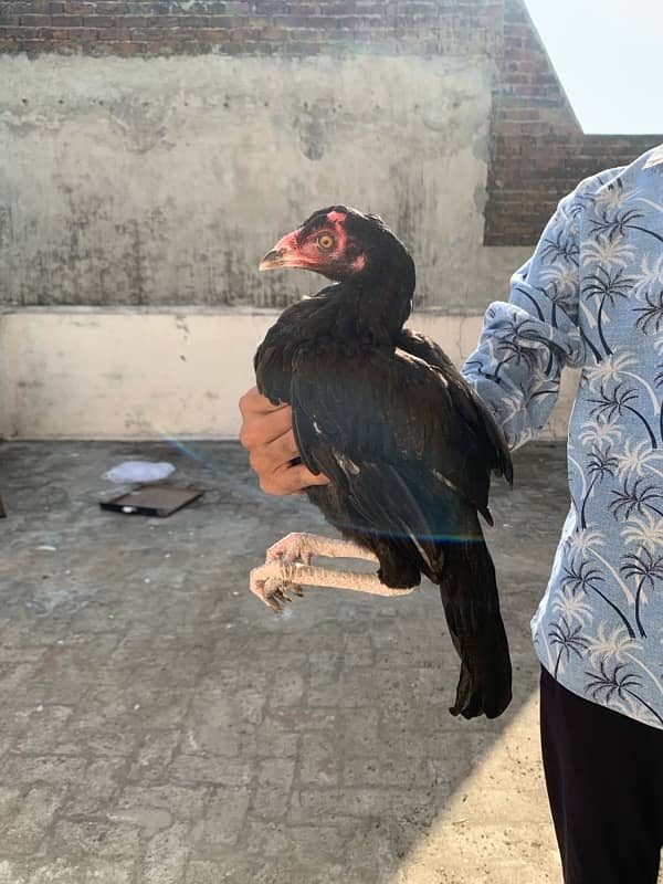 ASEEL Murga Murgi Pathai Pathiyan Turkey Pinjara for sale 8