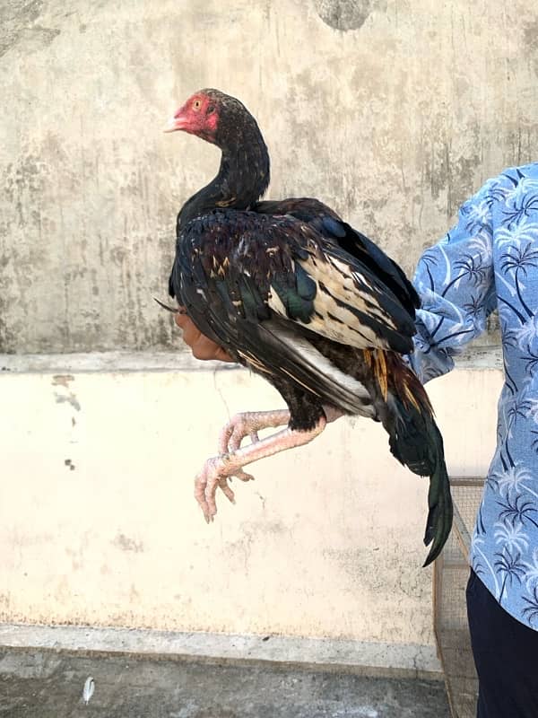 ASEEL Murga Murgi Pathai Pathiyan Turkey Pinjara for sale 9