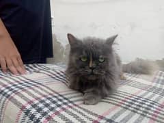 persian cat 0