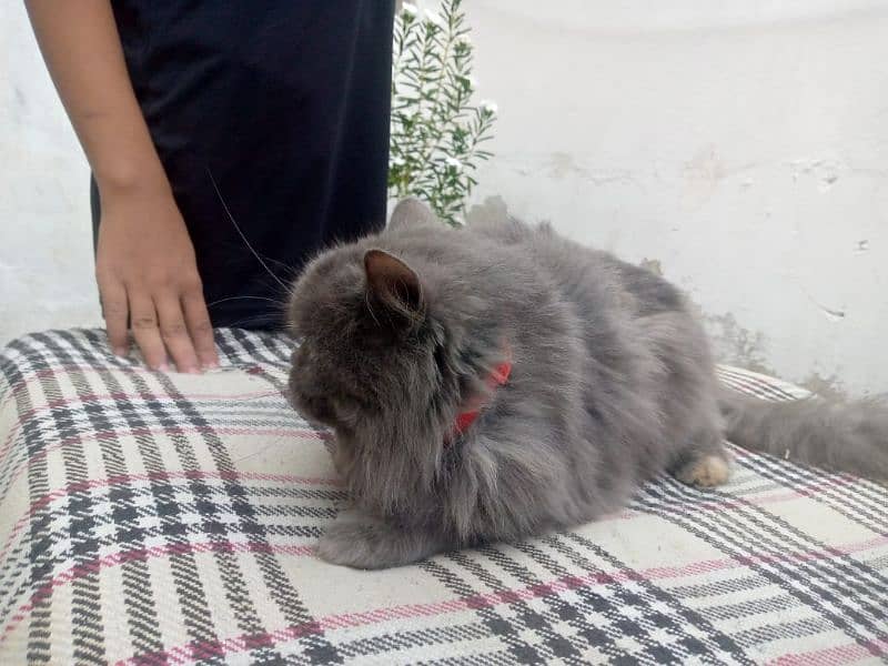 persian cat 1