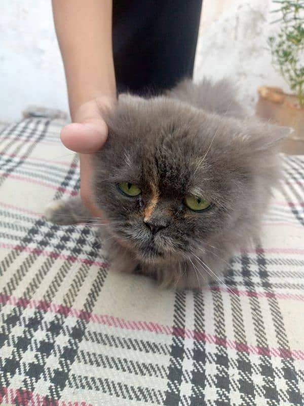 persian cat 2